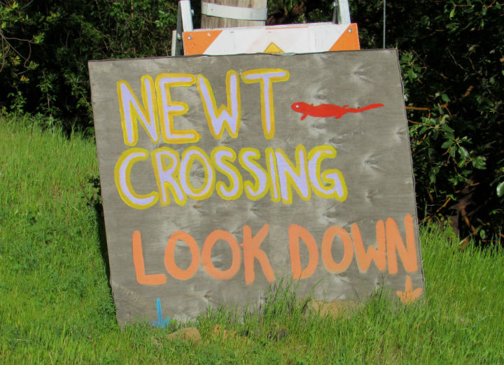 Newt Crossing Sign